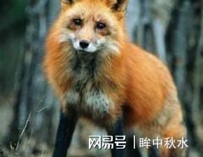 国产狐狸老狐狸在线观看,揭秘神秘狐狸家族的传奇故事